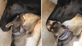 True Love Story Between An American Bully And A Horse