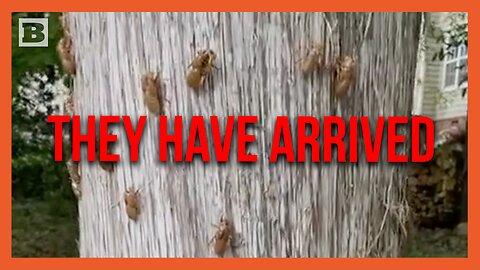They Have Arrived -- Cicadas Begin Long-Anticipated Invasion