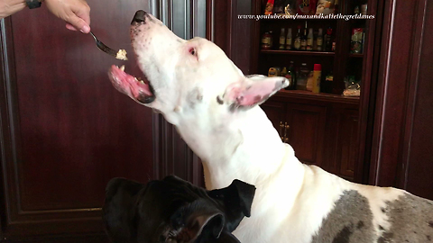 Great Dane Shows Sister Dog How to Politely Eat Chicken Snacks
