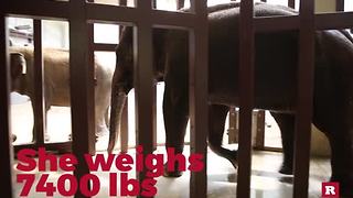 Meet the princess of the National Zoo elephants | Rare Animals