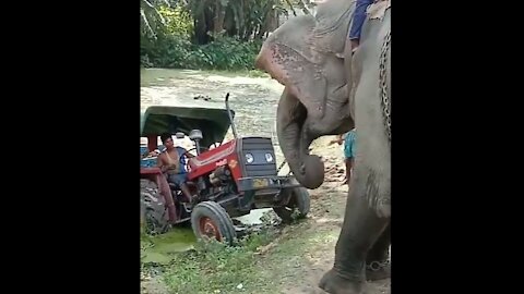 Power Of Elephant Vs Tractor