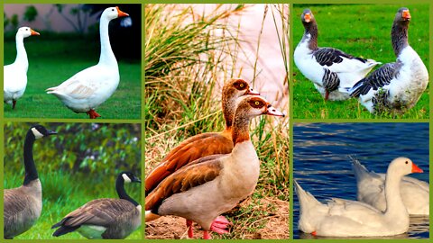 Beautiful Goose Videos ~ Geese Sounds
