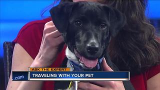 Ask the Expert: Traveling with your pet