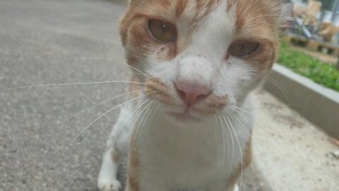 A charming cat on the road