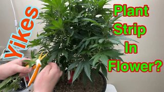 Super high stress training - In flower
