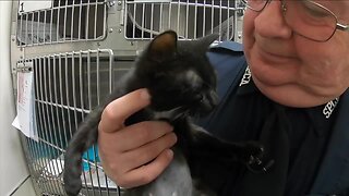 A lucky rescue for a black kitten at the SPCA Serving Erie County