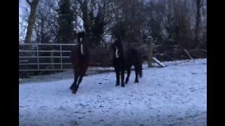 Disse hestene angret på at de gikk ut i snøen
