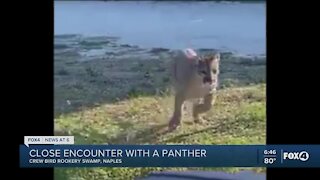 Panther spotted in Naples