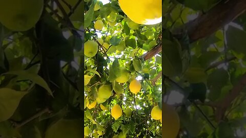 How to Grow Lemon Trees in Pots or Containers