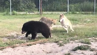 Leão, urso e lobo brincam juntos e se divertem