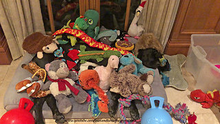 Great Dane totally buried underneath all her toys