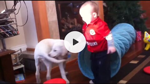 Baby playing round round with dog and fall down