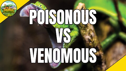 Poisonous and Venomous what's the difference?