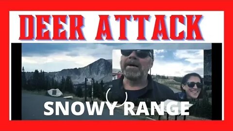 🦌 Deer Attack Near Snowy Range Scenic Byway, Wyoming 🦌