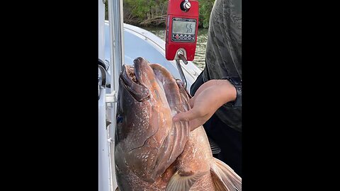 Massive Cubera Snapper, Cubera snapper in a river, Bucket list fish cubera snapper, fishing videos