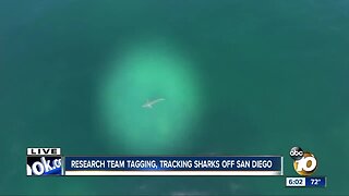 North San Diego County beachgoers warned about shark