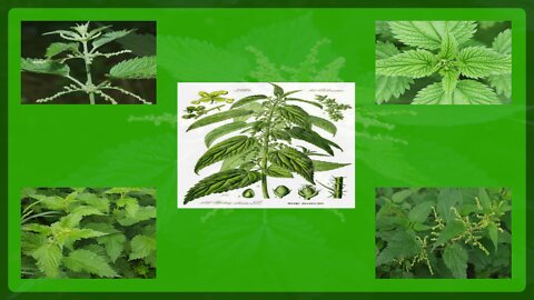 10. Nettle serves to help regulate blood pressure and blood sugar levels (Urtica dioica)