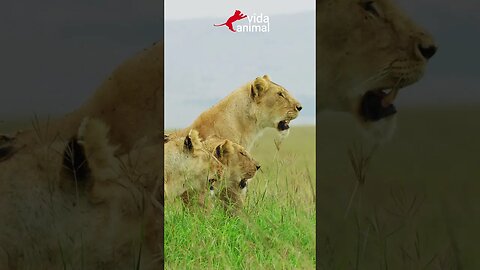 LEÕES MASSACRAM BÚFALA E SEU FILHOTE - VIDA ANIMAL #vidaanimal #animais #buffalo #lions