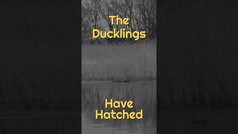 The First Ducklings of Spring Hatched | Shorts