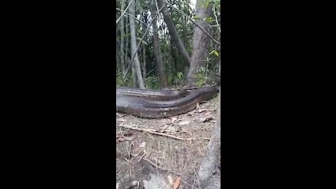 Giant anaconda filmed in brazil