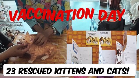 Orphaned and rescued kittens and cats getting vaccinated - a new record for us