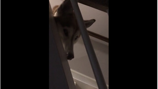 Woman gets late night snack, husky creeps from stairs