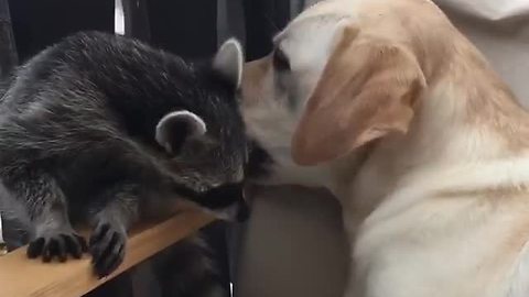 Playful raccoon annoys his doggy best friend