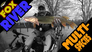 Fox River Multi Species Kayak Fishing with the Native Slayer Max 12.5! (Pike, Cat, and White Bass)