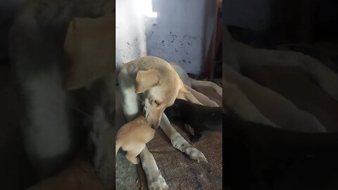 Milk Time Moments: Adorable Puppies Nourished by Their Mother #shorts #youtuber #ytshortsindia #yt