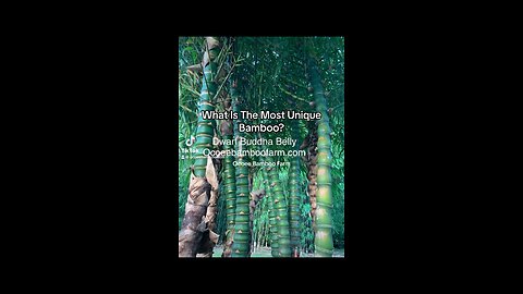 Unique Florida Tropical Plants - Dwarf Buddha Belly Bamboo - Bamboo Nursery Near Me
