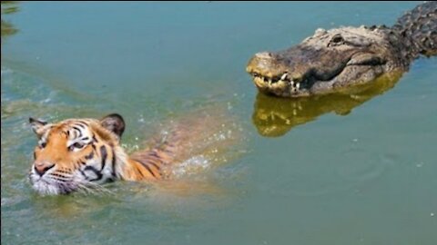 Moments When Big Cats Face the Crocodile 2021