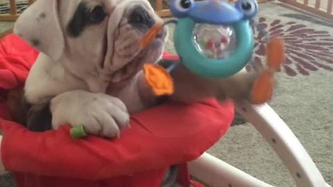 Bulldog Puppy Steals The Chair Of Little Human