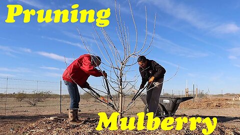 Pruning Mulberry Trees for Size, Shape and Production