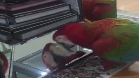 Narcissistic Parrot Loves Talking To Its Mirror Reflection