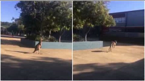 Canguro invade una scuola in Australia