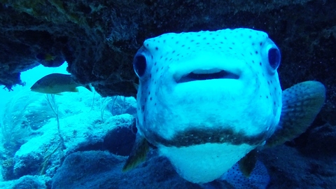 Adorable baby-faced fish is extremely dangerous