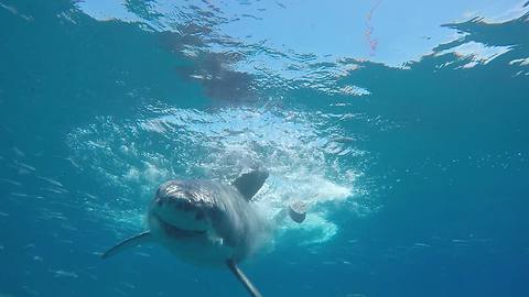 Close call: Great White Shark swims directly at diver
