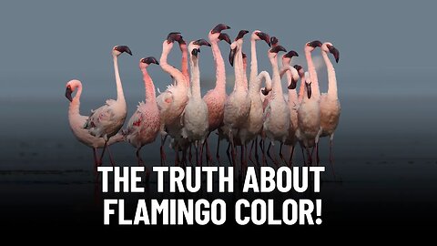 The Pink Phenomenon: Unraveling the Mystery of Flamingos