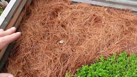 Mulching a raised garden bed with pine needles