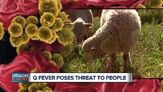 Q Fever? It's a bigger threat to humans than thought