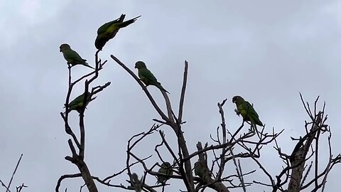 Som de Jandaia Coquinho, Periquito rei