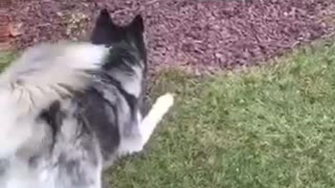 Husky scared of harmless deer statue