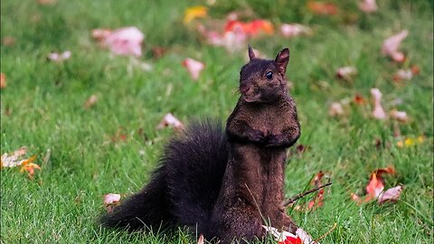 Squirrels in Autumn