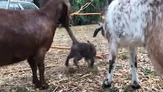 Cat learns never to turn its back on a goat
