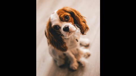 Cute Puppy Waiting His Master