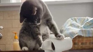Cat's look of surprise after toilet roll mishap is priceless