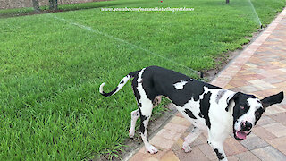 Funny Great Dane Puppy Can't Figure Out Sprinklers