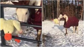 This horse loves playing with his new toy in the snow!