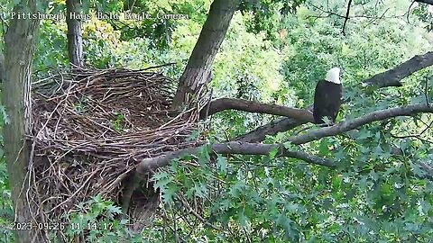 Hays Eagles Eagle visitor(Mom?)-perches for almost an hour and off! 9-16-23 11:14am