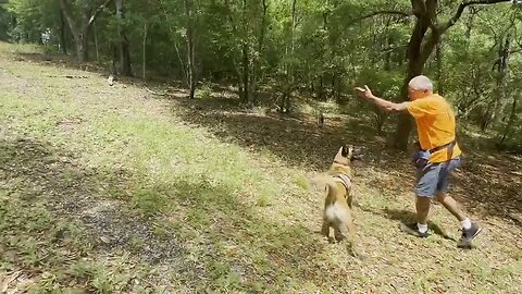 Putting JonsBones to the Belgian Malinois Test with Reef